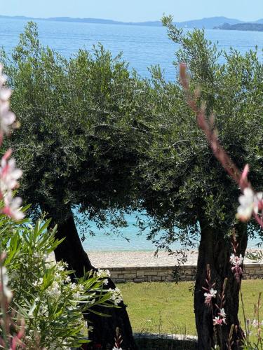 two trees with the beach in the background at Nissaki Bay in Nisakion
