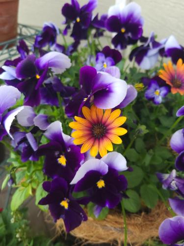 a bunch of purple and yellow flowers in a basket at 8 Mile Farm Bed & Breakfast in The Dalles