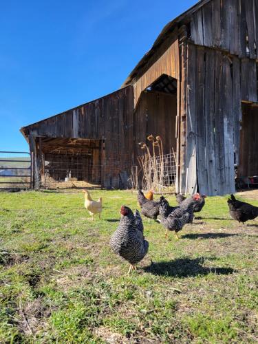 a group of chickens standing outside of a barn at 8 Mile Farm Bed & Breakfast in The Dalles