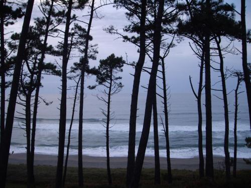 a group of trees on the beach at Apartamentos Rurales Los Galpones in Coaña