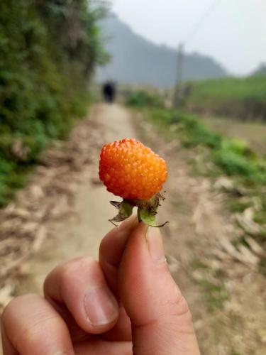 a person holding a small piece of fruit on a dirt road at Khách sạn Vườn Quốc gia Ba Bể in Bak Kan
