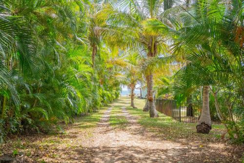 a row of palm trees on a dirt road at Belles on Ballow - Lorikeet Lodge - Absolute Waterfront in Amity Point