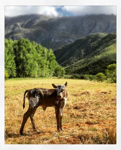 a baby cow standing in a field of grass at Pat Busch Mountain Reserve in Robertson