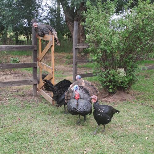 a group of turkeys standing next to a fence at Solar de Campo in Villa Elisa