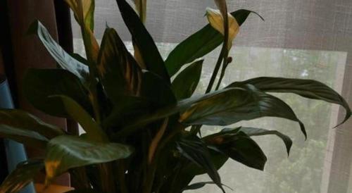 a plant in a vase next to a window at Echarm Hotel Hefei West Qilitang Metro Station in Hefei