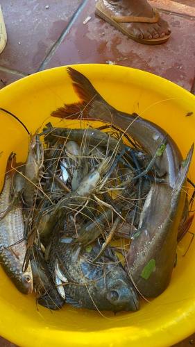 a bowl full of fish in a yellow bowl at Khu nghỉ dưỡng sinh thái Apsara Sóc Trăng in Ấp Vĩnh Hưng