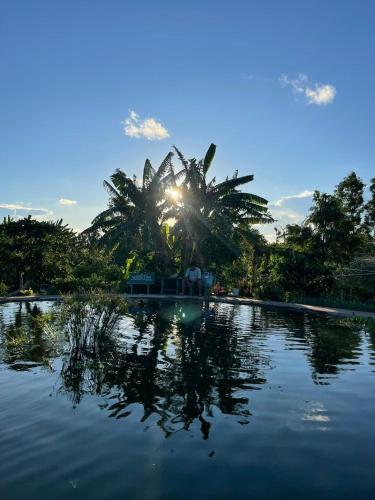 a palm tree in the middle of a body of water at Khu nghỉ dưỡng sinh thái Apsara Sóc Trăng in Ấp Vĩnh Hưng