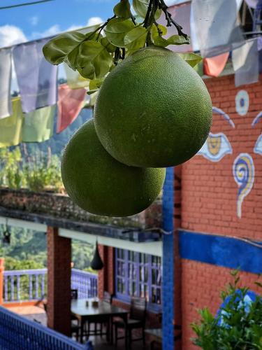 a bunch of green fruit hanging from a tree at Joy Source Resort in Kathmandu