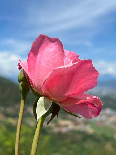 a pink flower on a stem with the sky in the background at Joy Source Resort in Kathmandu