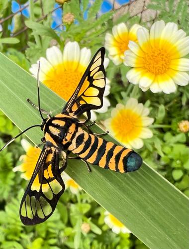 a butterfly is sitting on a green leaf at Joy Source Resort in Kathmandu