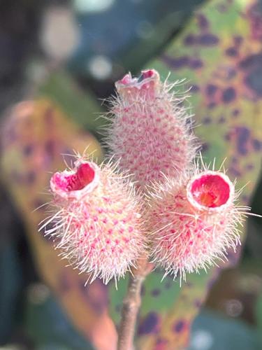 a close up of a prickly plant with three flowers at Joy Source Resort in Kathmandu