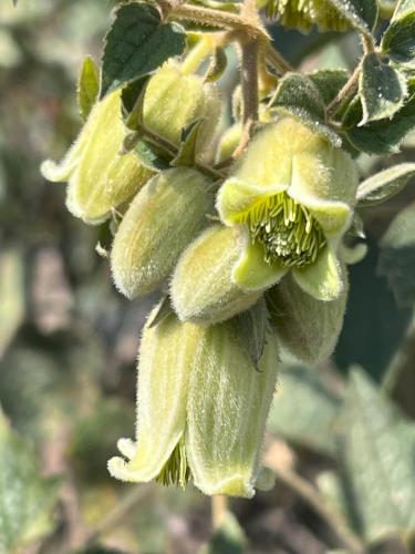 a close up of a green flower on a tree at Joy Source Resort in Kathmandu