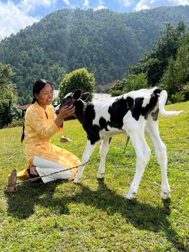 a woman sitting in a field with a cow at Joy Source Resort in Kathmandu