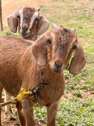 two sheep standing next to each other in a field at Joy Source Resort in Kathmandu