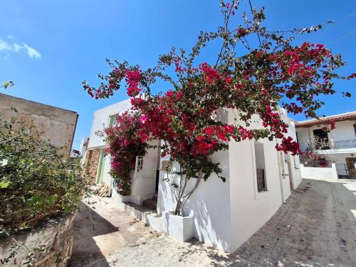 LILIUM HOUSE PALEKASTRO