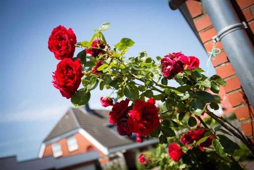 Un grupo de rosas rojas en una rama frente a una casa. en Hausteil 8 Greetje ID 261, en Ording