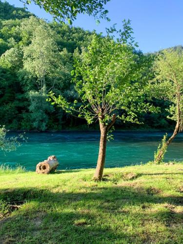 a tree in the grass next to a body of water at Unea House in Bihać