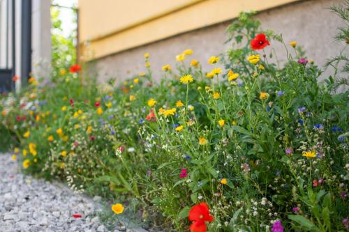 a garden filled with colorful flowers next to a building at KOVÁCS Hosťovský dom Vendégház Guesthouse in Veľké Blahovo