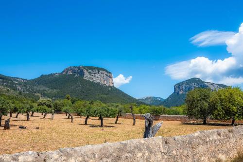 a field with trees and mountains in the background at Son Fransi Alaro in Alaró