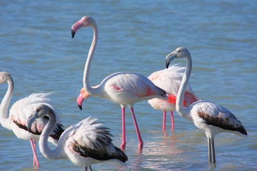 a group of flamingos standing in the water at Casa Magnanina Sarda in Oristano