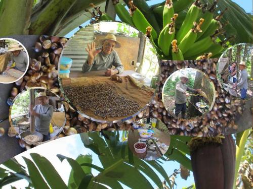 a collage of photos of a man in a tree with bananas at El Refugio La Brisa del Diablo in Valle Hornito