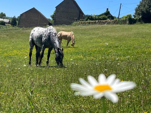 two horses grazing in a field with a flower at The Place to Be in Lormes