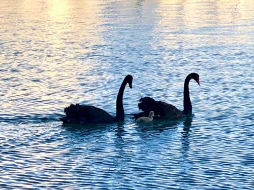 two swans and a duck in the water at TEMPEL by the Sea in Mandurah