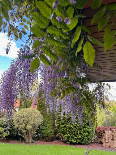 a wreath of purple flowers hanging from a building at Frankenberg-am-Wald Frankenberg an der Eder in Frankenberg