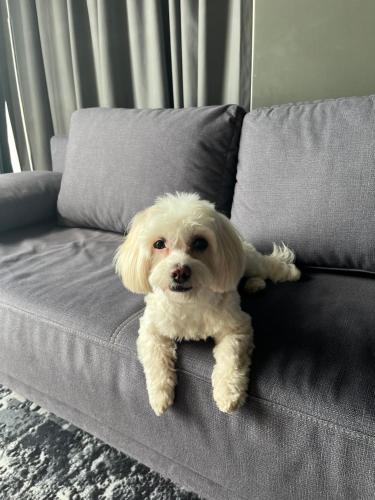 a small white dog sitting on a couch at ibis Bucharest Politehnica in Bucharest