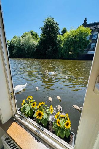 a window with a view of a pond with ducks and swans at Peaceful room on a houseboat in the city centre in Amsterdam