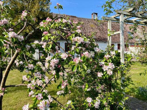 a tree with pink flowers in front of a house at Noorbohandelens Bed & Breakfast in Stege