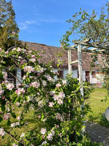 a garden with pink flowers in front of a house at Noorbohandelens Bed & Breakfast in Stege