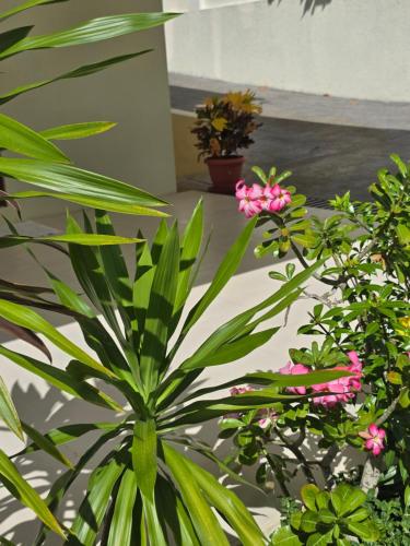 a green plant with pink flowers in a yard at Emma's Guest House and Self-Catering in Au Cap