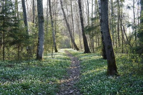 Taman di luar Namelis Eglių pasaka