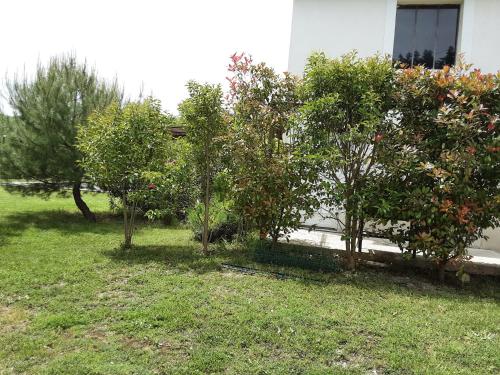 un groupe d'arbres dans une cour à côté d'un bâtiment dans l'établissement M'as de l espine, à Eygalières