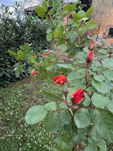 a group of red roses growing in a garden at Dimora della Jana in Giove