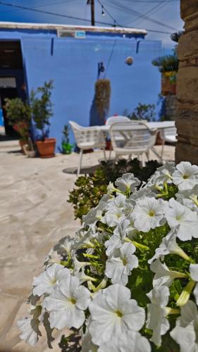 a bunch of white flowers in a flower bed at Kozakos Luxury House in Pano Lefkara