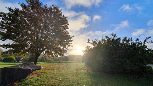 a tree and two bushes in a field at Trehornahult Lillstugan in Burseryd