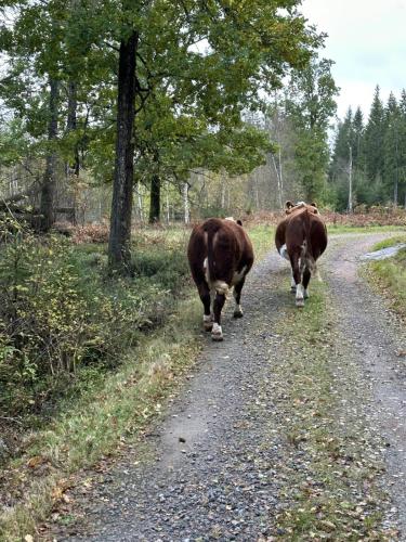 three cows walking down a dirt road at Trehornahult Lillstugan in Burseryd