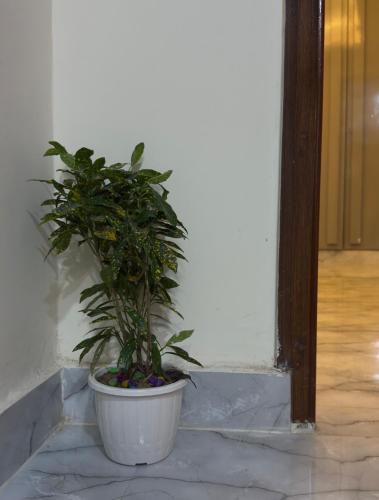 a plant in a white pot sitting on a wall at Greece vibes Spacious flat, private, cozy space in Delhi and NCR in New Delhi
