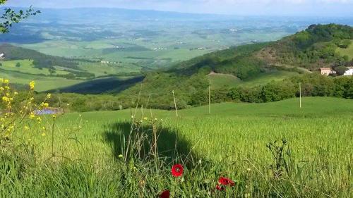 a green field with red flowers in the grass at Relais Villa Sensano in Pignano