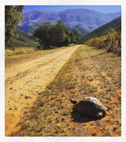 a snapping turtle crossing a dirt road at Pat Busch Mountain Reserve in Robertson