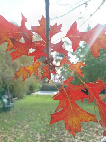 a bunch of red leaves on a tree at La Juana Quinta in General Rodríguez