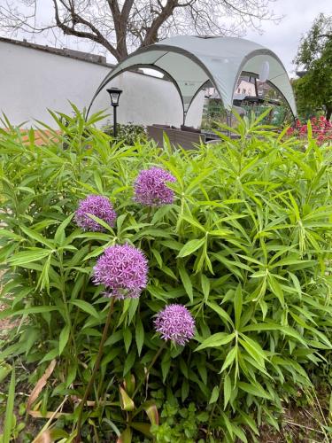 a bush with purple flowers in a garden at Ferienwohnung in Koblenz, nahe Uni und BWZK mit Garten in Koblenz