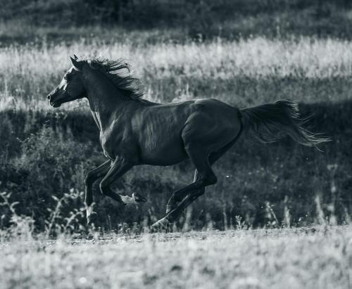 a black horse running in a field of grass at Kanjon 987 in Podgrad