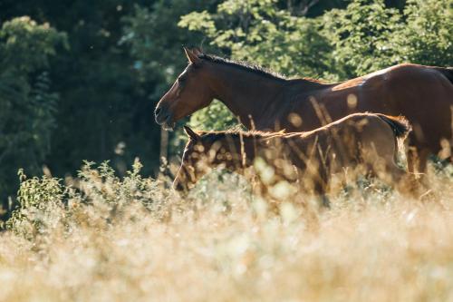 two horses walking in a field of tall grass at Kanjon 987 in Podgrad