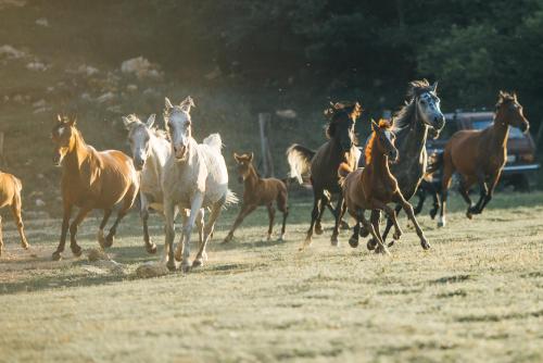 a herd of horses running in a field at Kanjon 987 in Podgrad