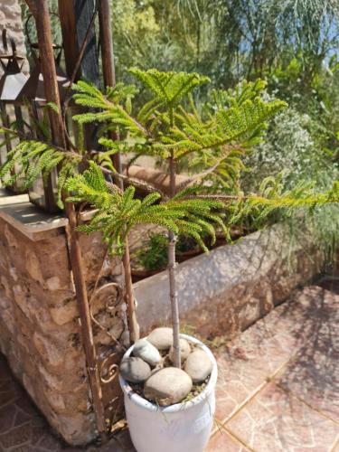a plant in a pot with rocks in it at Villa Riad Ahlam in Sidi Kaouki