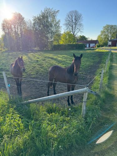 two horses standing in a field behind a fence at Skattegårdens Gästhus in Falköping