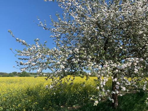 a tree with white flowers in a rapeseed field at Knusperhäuschen mit Sauna in Herschbach